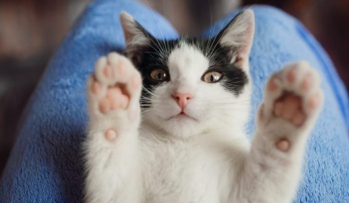 White cat lies on woman's knees