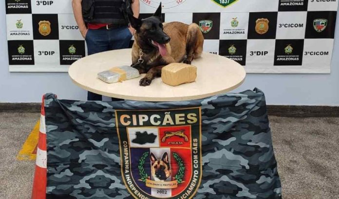 5 CIPCAES (2)