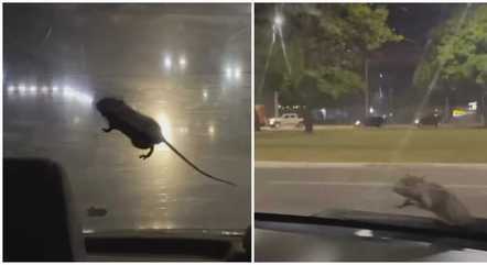 rato-pega-carona-