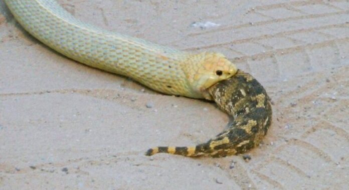 cobra-canibal-devorando-serpente-safari-flagrante-02102023180541957-768x417