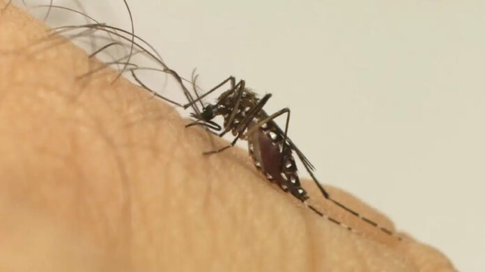 dengue-no-brasil-deve-superar-pico-de-2023-neste-mes-de-fevereiro-96df5358-d442-4b1c-a8ca-54bf8c88dd47