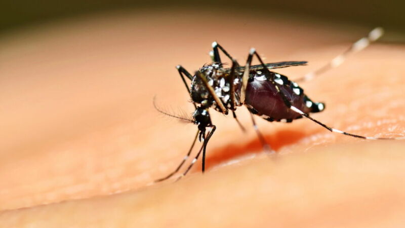 dengue_1735988862825-1024x576