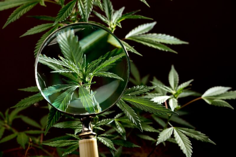 maconha-diabetes
