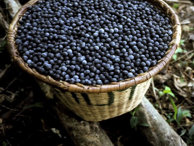 Idam-producao-de-acai-Foto-Divulgacao-Idam