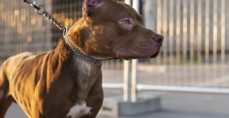 Pit-bull ataca criança de 2 anos, que não resiste aos ferimentos