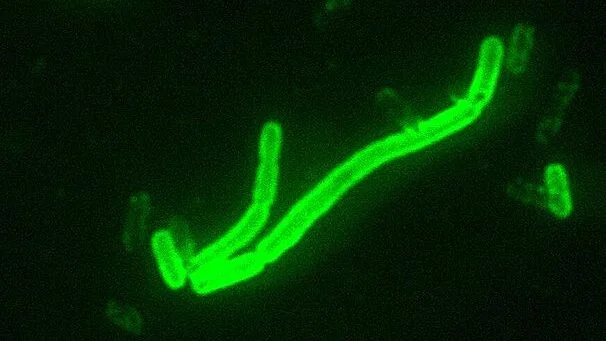 yersinia-e1749059665137
