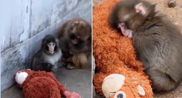 macaco