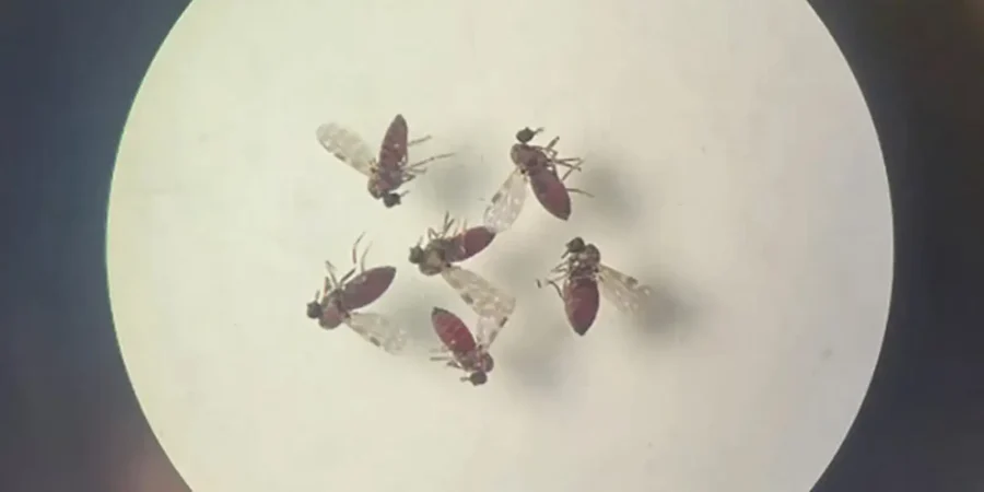 Estudo revela diferenças sutis entre febre do Oropouche e dengue para ajudar no diagnóstico