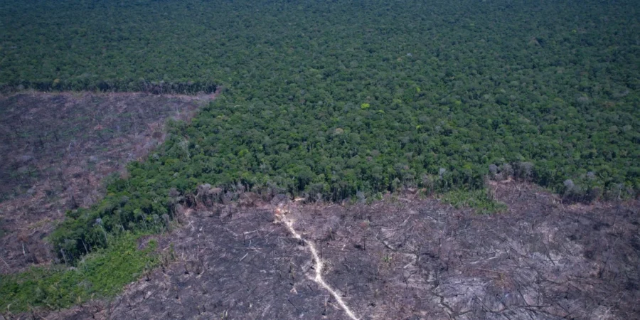 Áreas protegidas da Amazônia Legal sofrem com desmatamento em seus arredores