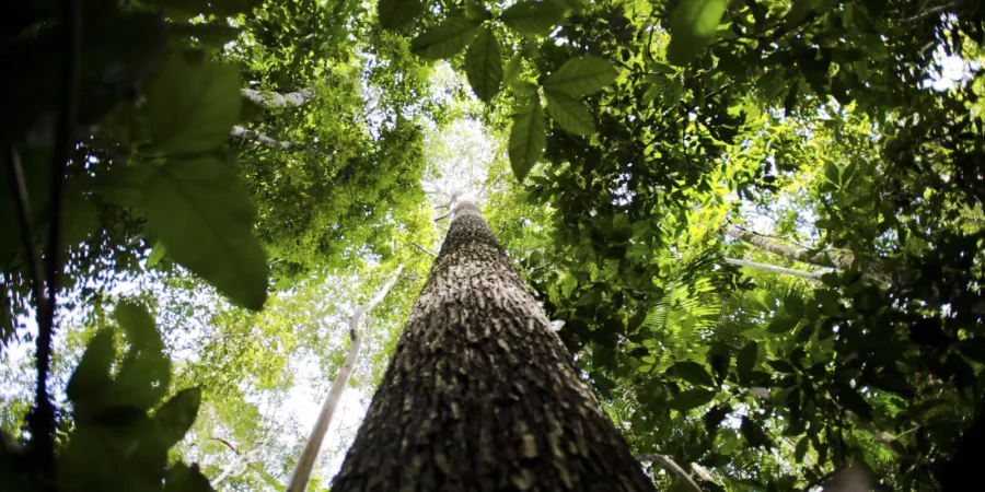 Governo federal estuda novas regras para licenciamento ambiental após mudanças na lei