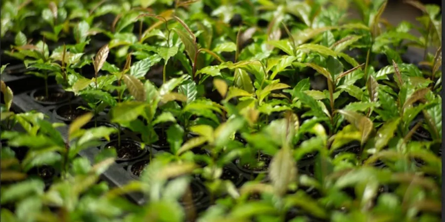 Mata Atlântica: restauração florestal na Bahia reduz tempo de crescimento em 50%