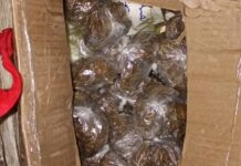 Operação com cão farejador termina com prisão e apreensão de drogas em lancha no interior do AM