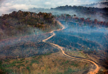 Desmatamento cai no Amazonas e mais de 8 mil hectares de floresta são preservados em 2026