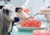 Carne de laboratório: conheça a técnica desenvolvida pela Embrapa