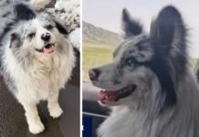 Cãozinho com milhares de seguidores na internet é roubado e comido em restaurante chinês