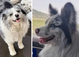 Cãozinho com milhares de seguidores na internet é roubado e comido em restaurante chinês