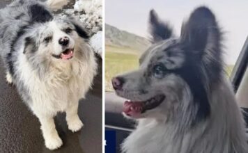 Cãozinho com milhares de seguidores na internet é roubado e comido em restaurante chinês