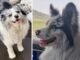Cãozinho com milhares de seguidores na internet é roubado e comido em restaurante chinês