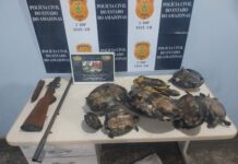 PM prende suspeito transportando quelônios e arma de fogo durante abordagem no interior do AM