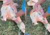 Bezerro nasce com duas cabeças e chama atenção em fazenda no interior do país