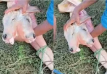 Bezerro nasce com duas cabeças e chama atenção em fazenda no interior do país