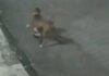Vídeo que mostra pitbull matando gato causa revolta em moradores da Zona Norte de Manaus