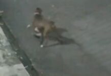 Vídeo que mostra pitbull matando gato causa revolta em moradores da Zona Norte de Manaus