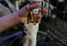 Brasil proíbe a produção e comercialização do Foie Gras