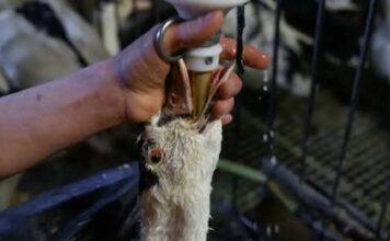 Brasil proíbe a produção e comercialização do Foie Gras
