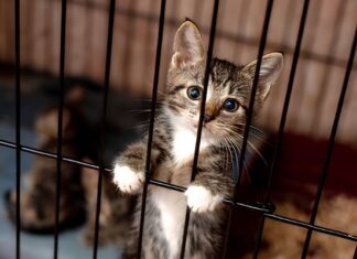 Projeto de lei aumenta pena por maus-tratos contra cães e gatos