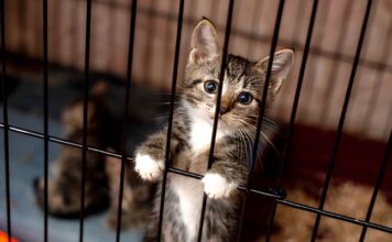 Projeto de lei aumenta pena por maus-tratos contra cães e gatos
