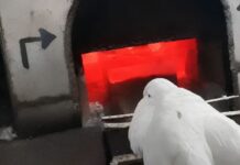 VÍDEO: Em ato de desespero, neto pula em forno de cremação durante funeral da avó