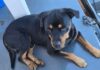 Família oferece recompensa de R$ 1 mil para encontrar rottweiler desaparecido