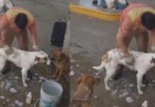 Funcionário perde o emprego após viralizar ajudando cães abandonados em posto de combustíveis
