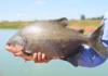 Ameaçado de extinção, tambaqui ainda pode ser pescado e vendido