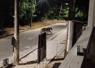 Imagem de suposta onça na Ponta Negra alerta moradores de Manaus