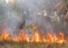 Incêndio se espalha por vegetação seca na zona Sul de Manaus