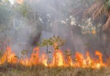 Incêndio se espalha por vegetação seca na zona Sul de Manaus