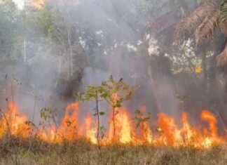 Incêndio se espalha por vegetação seca na zona Sul de Manaus