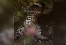Onça-pintada morre após ser atropelada às margens da BR-319, no Amazonas