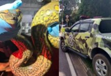 Sucuri mobiliza Guarda Municipal durante tentativa de atravessar avenida no Dom Pedro