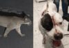 Onça-parda entra em residência e deixa pitbull gravemente ferido
