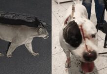 Onça-parda entra em residência e deixa pitbull gravemente ferido