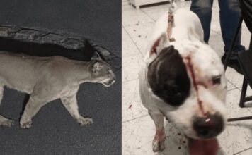 Onça-parda entra em residência e deixa pitbull gravemente ferido