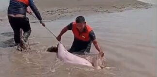 Boto-cor-de-rosa é resgatado após ficar encalhado no Rio Solimões no Amazonas