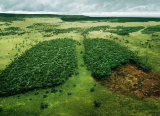 Amazônia se aproxima de ponto de não retorno, alerta relatório