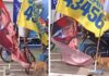 VÍDEO: Cão caramelo rasga bandeira com imagem de Lula e vídeo viraliza na internet