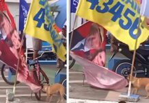 VÍDEO: Cão caramelo rasga bandeira com imagem de Lula e vídeo viraliza na internet