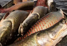 Bacia Amazônica reúne cerca de 2,7 mil espécies de peixes de água doce