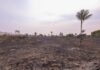 Chamas atingem área de 700 hectares e mobilizam bombeiros durante a madrugada na AM-070